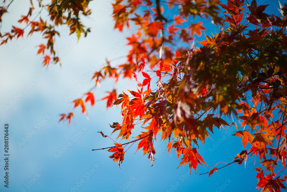 Red maple leaves in autumn season on blue sky Red maple leaves in autumn season on blue sky