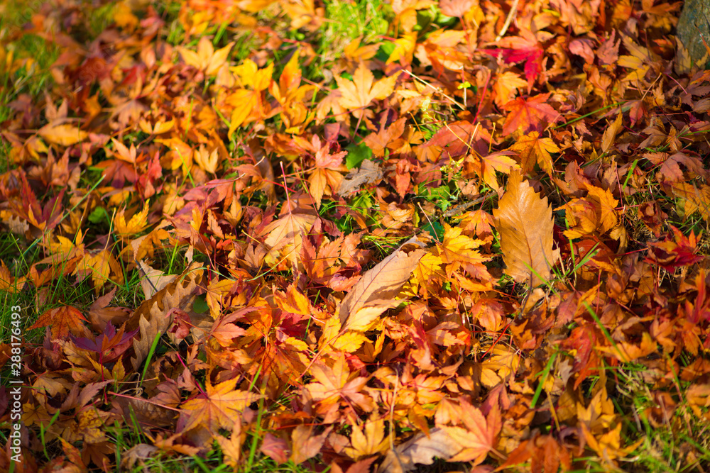 Maple leaves falls in autumn season Maple leaves falls in autumn season