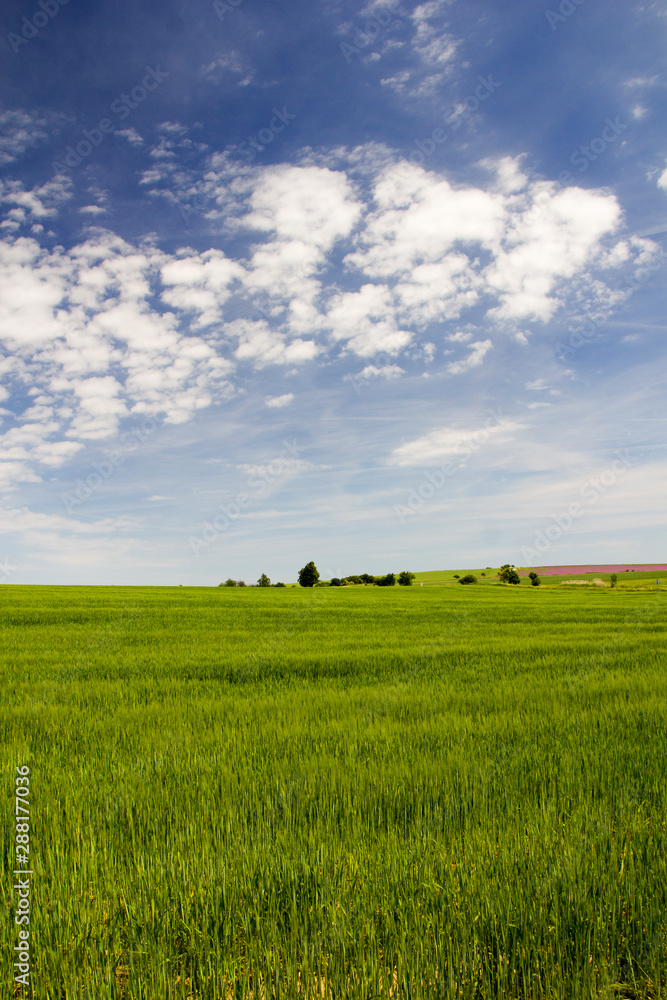Fototapeta premium Spring rural landscape with green grass and blue sky