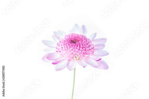 Chrysanthemum bright pink flower. On white isolated background with clipping path. Closeup no shadows. Garden flower.