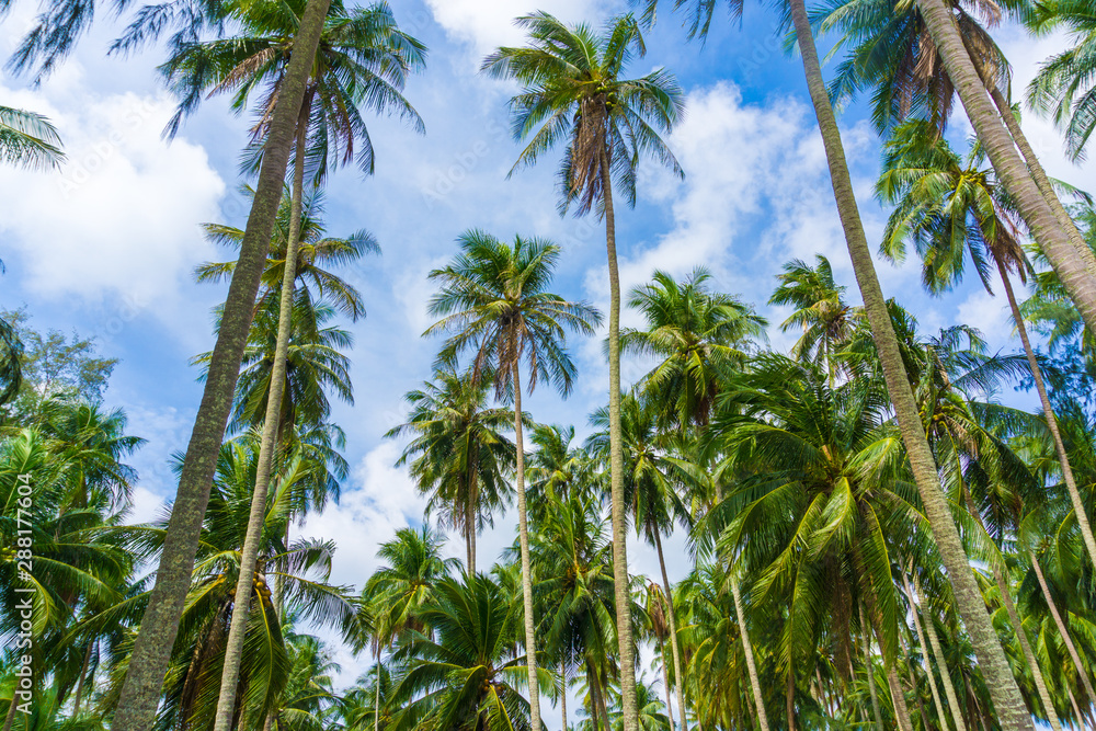 Exotic sea beach tropical island with coconut tree Exotic sea beach tropical island with coconut tree