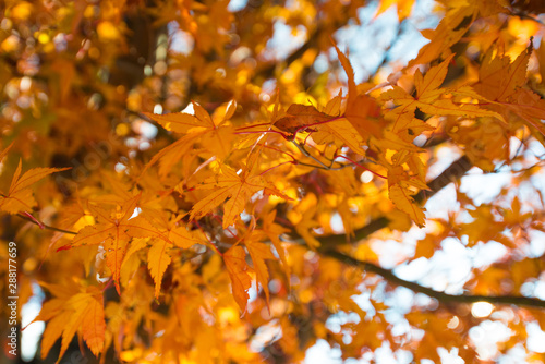 Maple leaves falls in autumn season