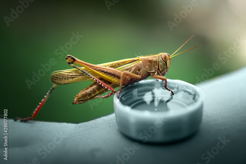 Large bright colored grasshopper with cap of water