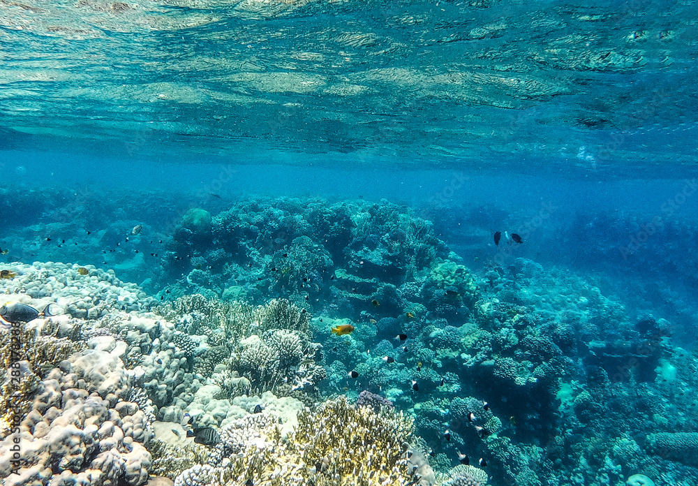 Fototapeta premium Underwater background of ocean and free space for your decoration. 