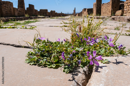 Timgad, Algeria - 05/07/2015: Ruins of ancient Roman city of Timgad/Thamugadi.