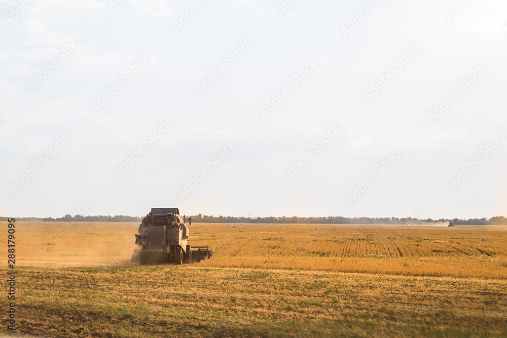 Fototapeta premium combine harvester works on harvesting wheat in a field on an autumn day
