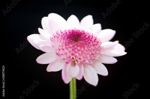 Chrysanthemum bright pink flower. On white isolated background with clipping path. Closeup no shadows. Garden flower.