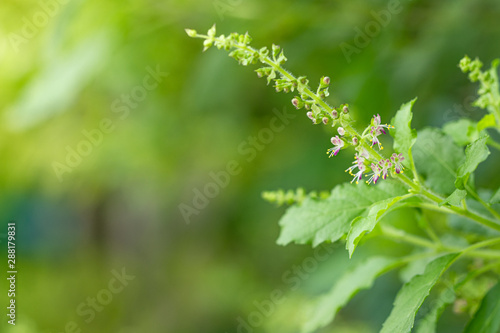 Holy basil, Sacred basil, Ocimum tenuiflorum,Basin at home, Shyama tulsi,Rama tulsi,the queen of herbs,Sacred tree for worshiping deities, plants with a pungent odor Spicy flavor