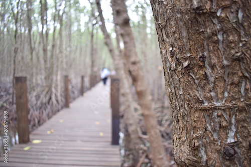 road in winter forest