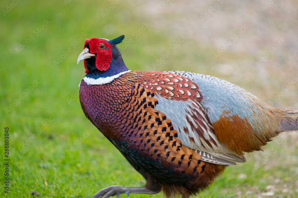Fototapeta premium pheasant