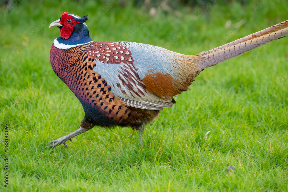 Fototapeta premium pheasant