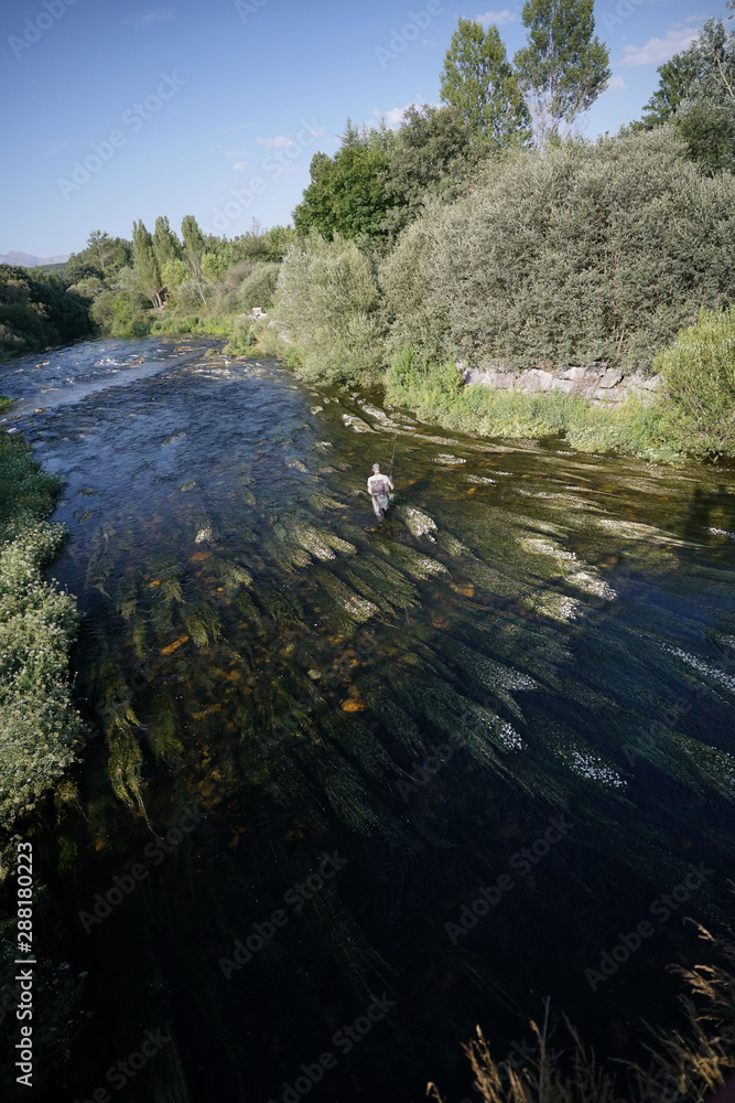 fly trout fisherman in the river