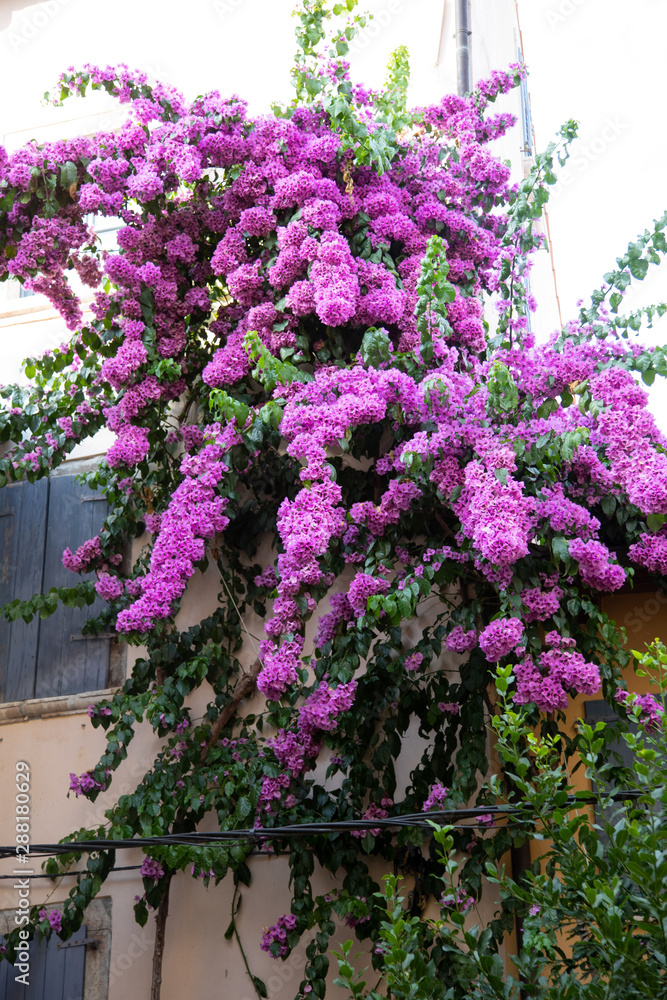 Fototapeta premium Mediterrane Blumen mit Haus im hintergrund