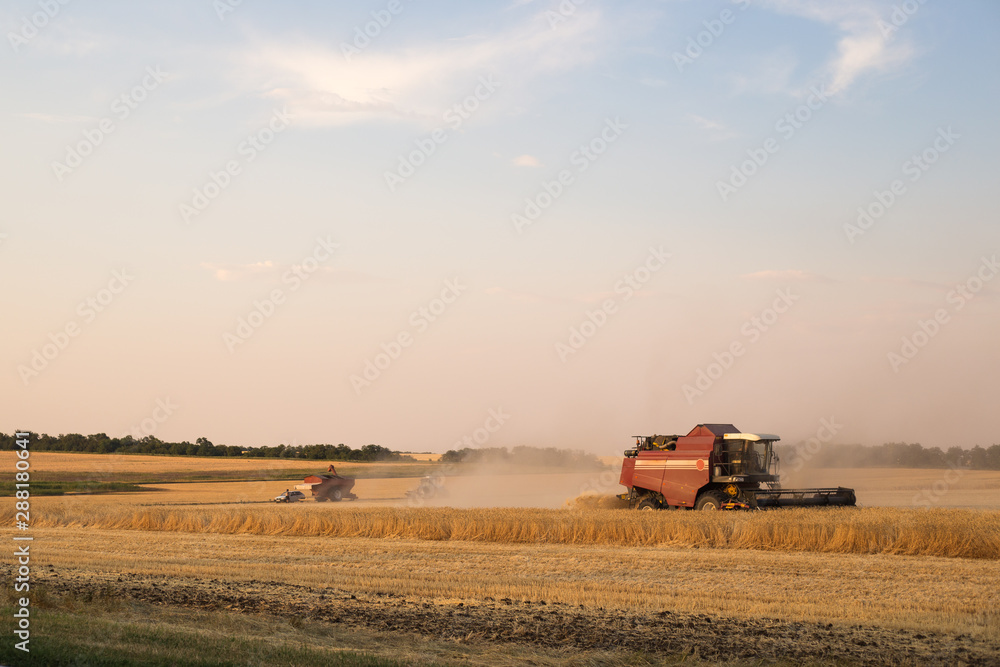 Fototapeta premium combine harvester works on harvesting wheat in a field on an autumn day
