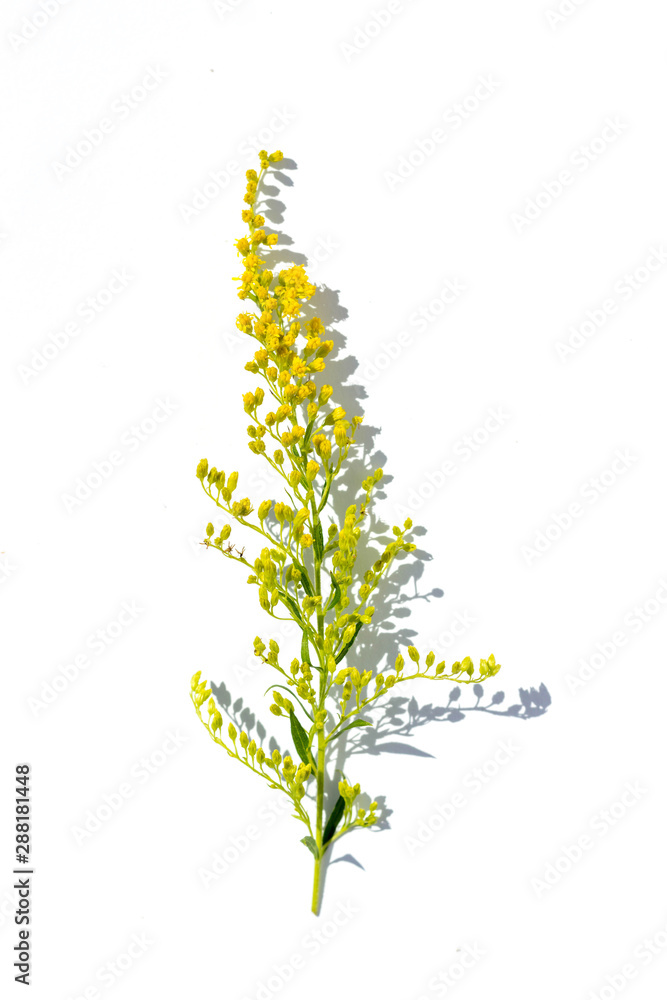 Solidago canadensis, known Canadian goldenrod, is an herbaceous perennial plant of the family Asteraceae. It is native to northeastern and north-central North America. Solidago canadensis, known Canadian goldenrod, is an herbaceous perennial plant of the family Asteraceae. It is native to northeastern and north-central North America.