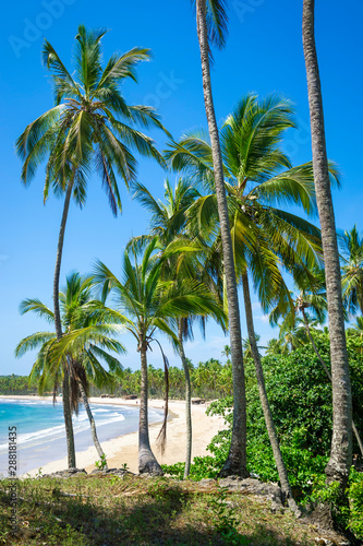 Scenic tropical view through coconut palm trees towering over a wide golden sand beach bay in Bahia, Brazil