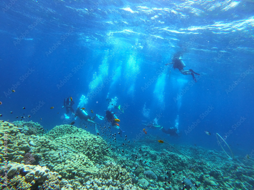 Fototapeta premium Diving time and underwater photo of ocean. 