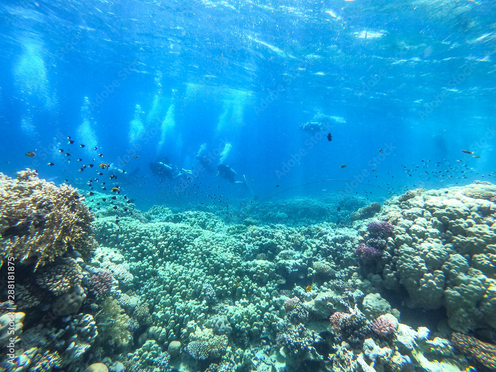Diving time and underwater photo of ocean. Diving time and underwater photo of ocean.