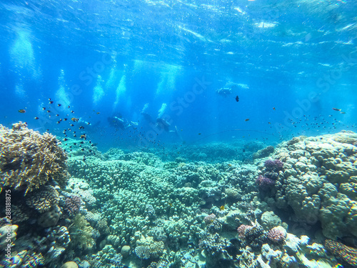 Diving time and underwater photo of ocean. 