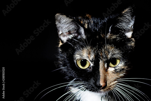 Fototapeta Naklejka Na Ścianę i Meble -  Tricolor cat with black background