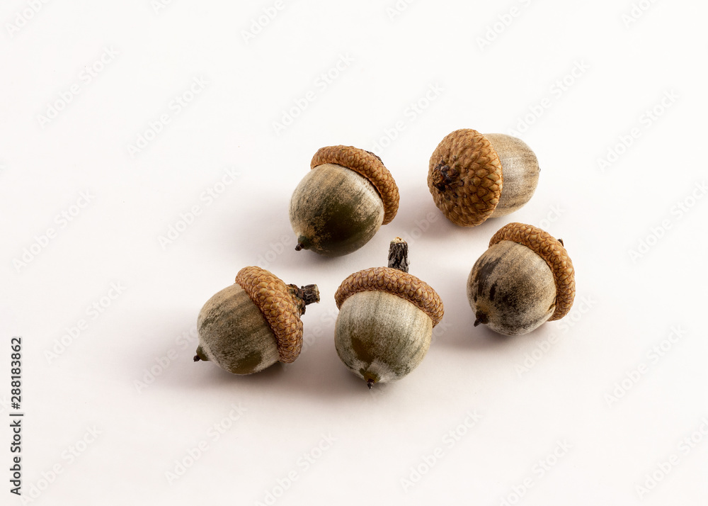 group of green acorn on white background group of green acorn on white background