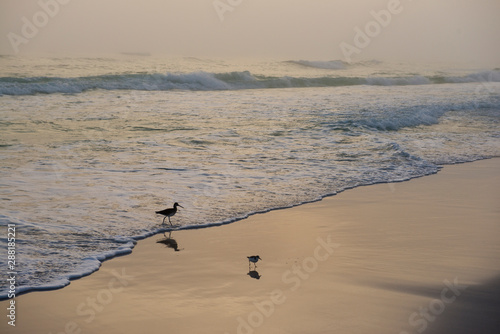 Birds on the Beach at Sunset