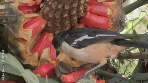 magpie bird eating cycad fruit