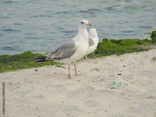 seagulls by the sea, sun and hot sand