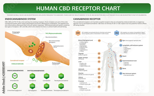 Human CBD Receptor Chart horizontal textbook infographic illustration about cannabis as herbal alternative medicine and chemical therapy, healthcare and medical science vector.