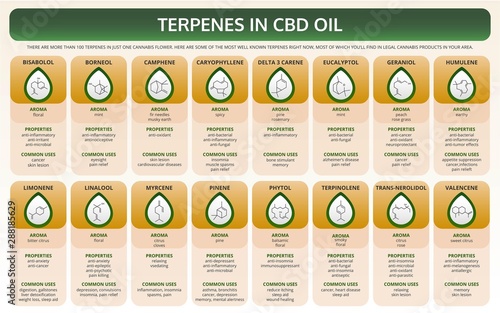 Terpenes in CBD Oil horizontal textbook infographic illustration about cannabis as herbal alternative medicine and chemical therapy, healthcare and medical science vector.