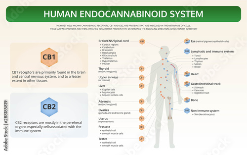 Human Endocannabinoid System horizontal textbook infographic illustration about cannabis as herbal alternative medicine and chemical therapy, healthcare and medical science vector. photo