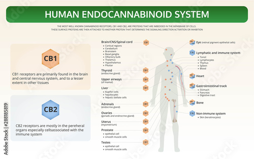 Human Endocannabinoid System horizontal textbook infographic illustration about cannabis as herbal alternative medicine and chemical therapy, healthcare and medical science vector.
