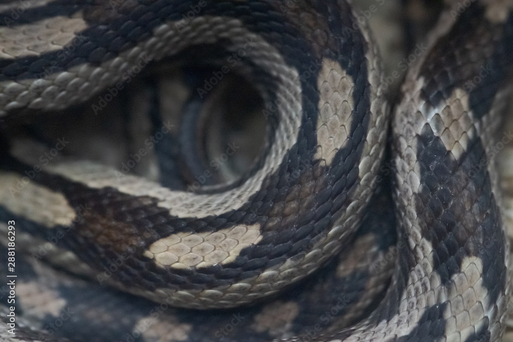 Snake skin texture. Closeup of snake skin macro selective focus Snake skin texture. Closeup of snake skin macro selective focus