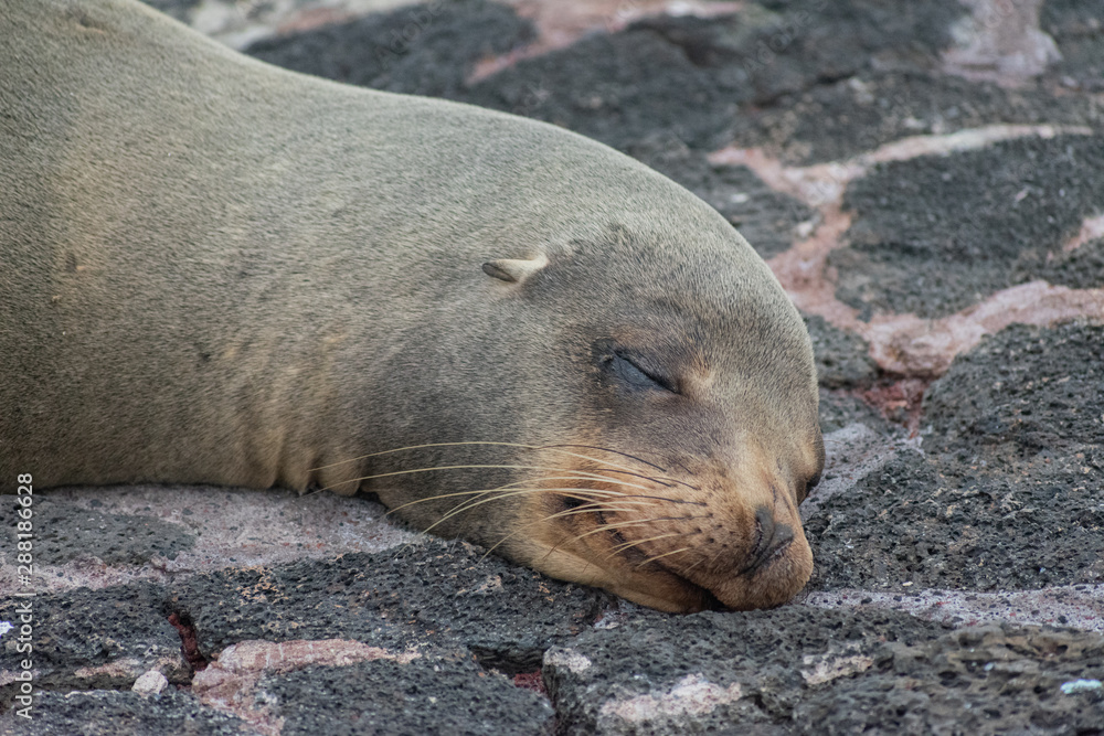 Fototapeta premium Galapagos Lobos de Mar