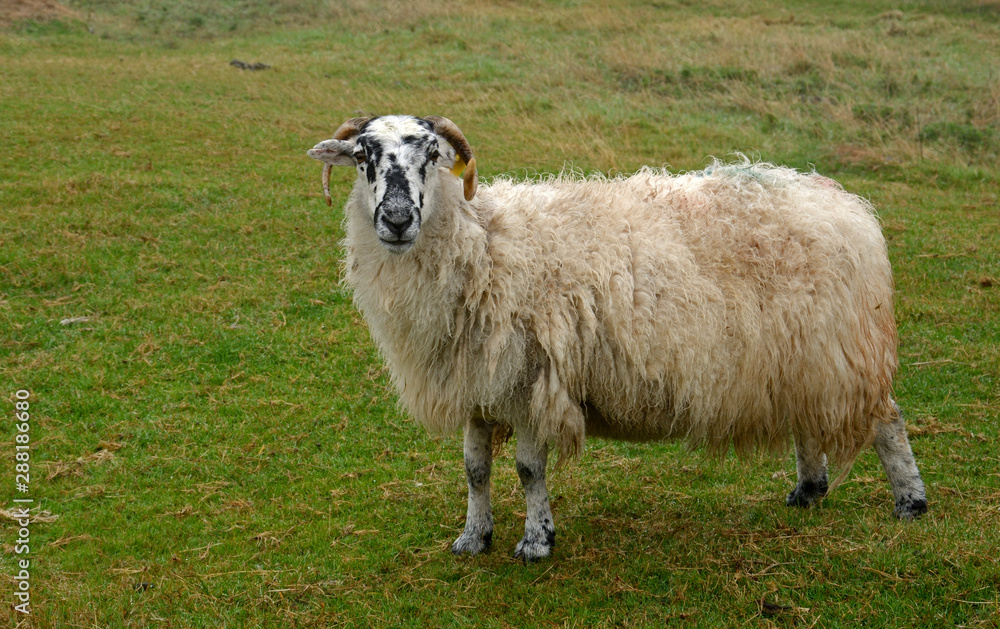 Sheep, Ventry, Ireland