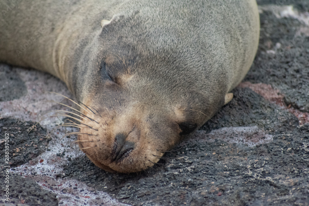 Galapagos Lobos de Mar Galapagos Lobos de Mar