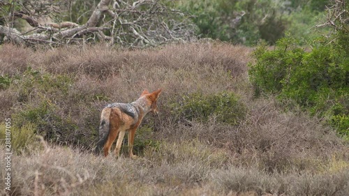 black backed jackal hunting in bush