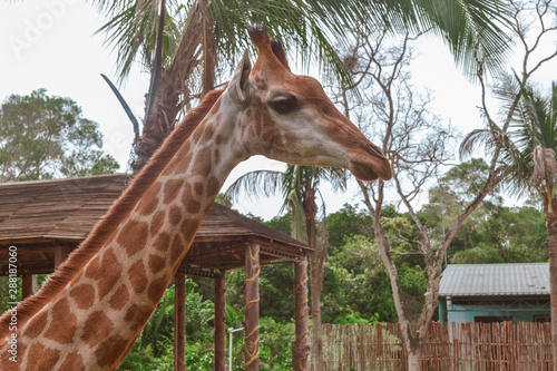 Giraffe in wildlife Sanya Hainan China