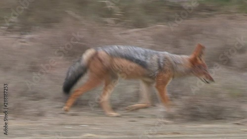 black backed jackal running in bush