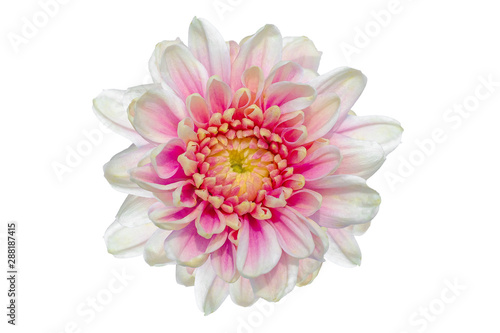 Top view of White pink Chrysanthemum flower isolated on white background.