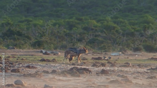 Two jackals fighting