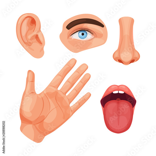Human anatomy organs, biology, body structure. Five human senses. Smell of nose, eye sight, ears, touch of skin, body, taste tongue. Perception of environment, sensations. Vector cartoon illustration