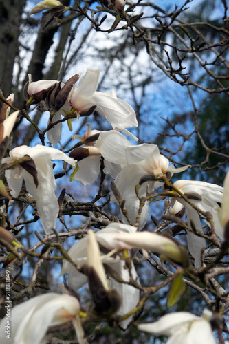 Magnolia Tree