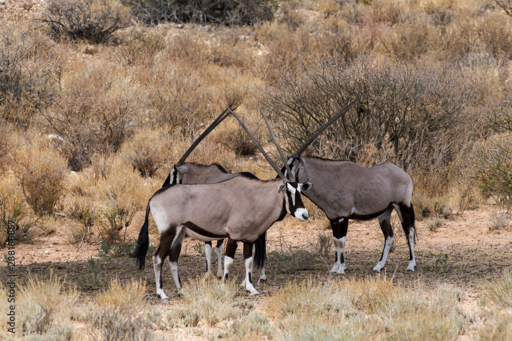 oryx gazelle, gemsbok, Oryx gazella, Parc national Kalahari, Afrique du Sud oryx gazelle, gemsbok, Oryx gazella, Parc national Kalahari, Afrique du Sud