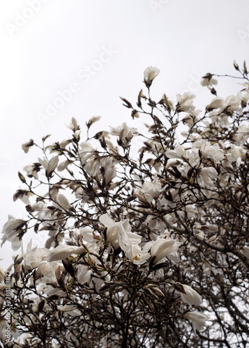 Magnolia Tree