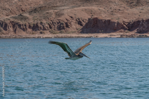 Pelican