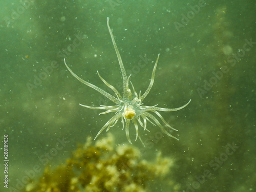 Rare Anemone