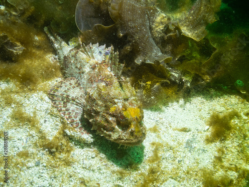Stone Fish 3