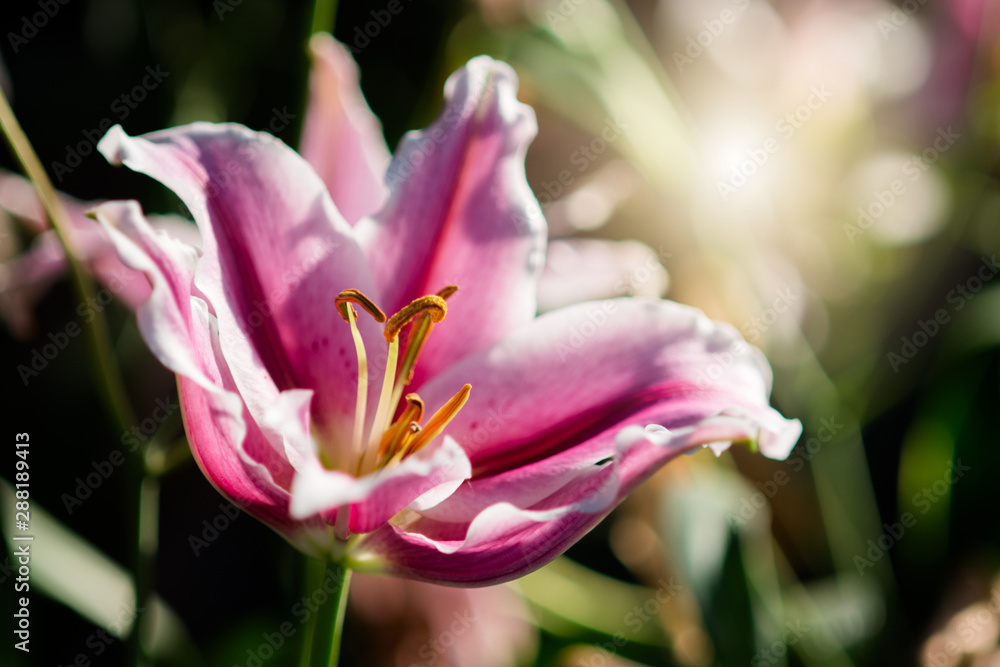 Lily in spring with soft focus, unfocused blurred spring Lily, bokeh flower background, pastel and soft flower background. Lily in spring with soft focus, unfocused blurred spring Lily, bokeh flower background, pastel and soft flower background.