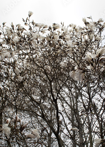 Magnolia Tree